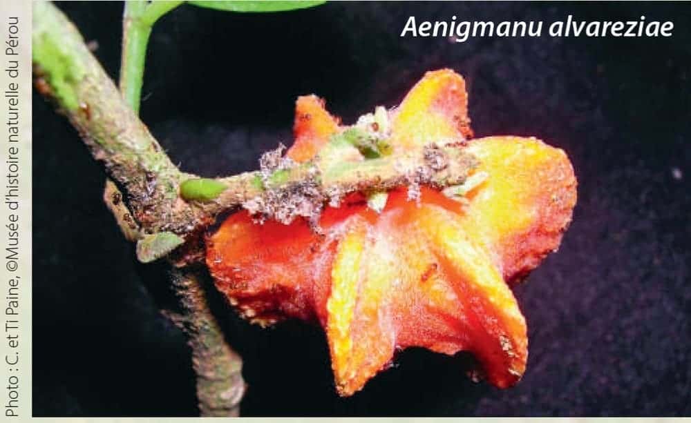 Aenigmanu alvareziae