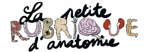 La petite rubrique d'anatomie