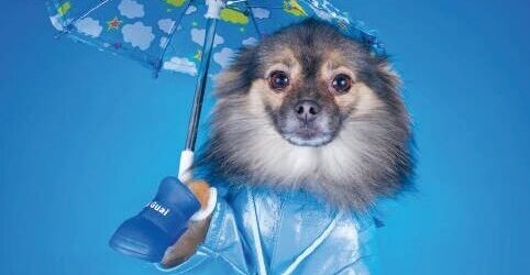 Chien déguisé en sportif avec parapluie et tenue imperméable pour animaux, promo santé et bien-être animal, garde votre chien au sec et confortable lors des jours de pluie.