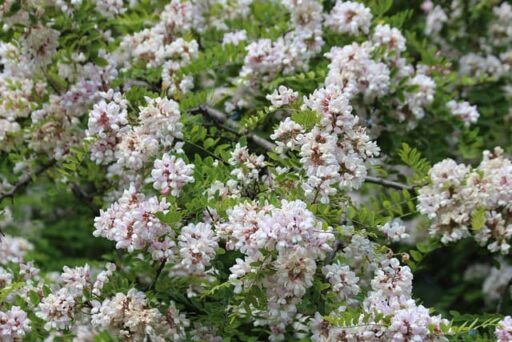 aralia du japon
