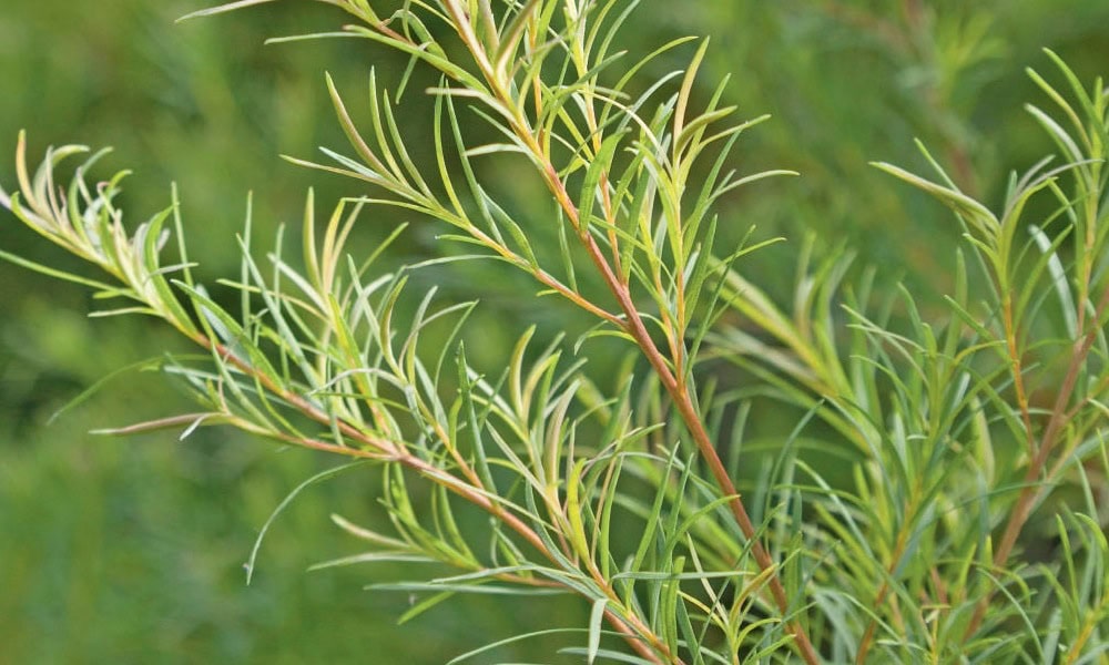 arbre a the