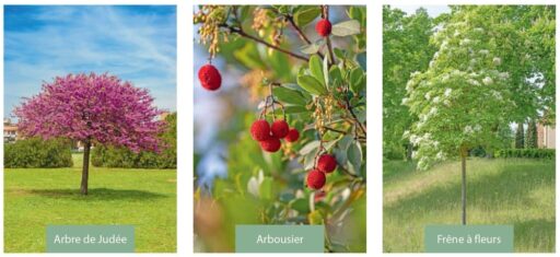 arbres changement climatique
