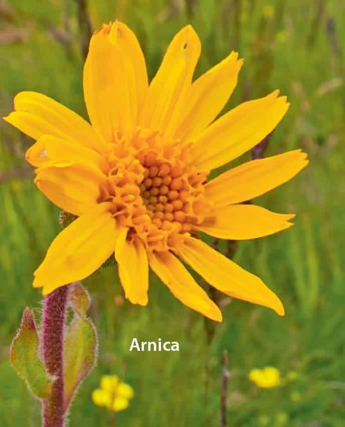 Arnica