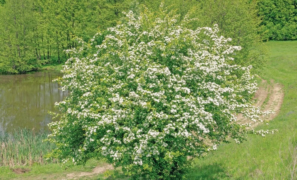 aubepine