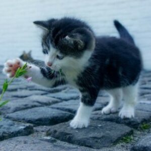 Photo de Profil de SOSO77