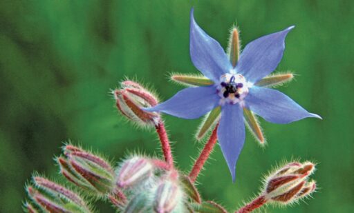 Fleur de bourrache bleue avec ses pétales étoilés, entourée de bourgeons en développement, sur un fond vert flou.