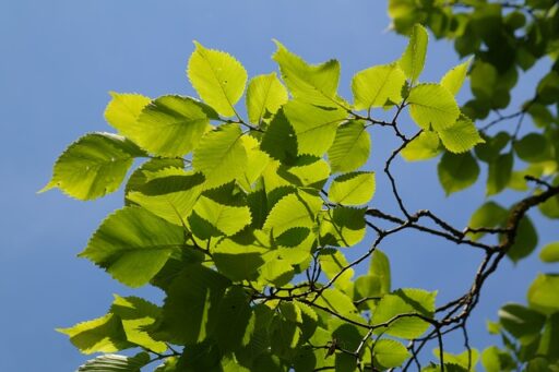 trucs et astuces de santé,trucs et astuces santé,trucs et astuces santé bien-être,trucs et astuces de grand-mère,trucs et astuces santé naturelle