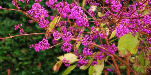 Fleurs violettes du callicarpa, une plante ornementale pour le jardin.