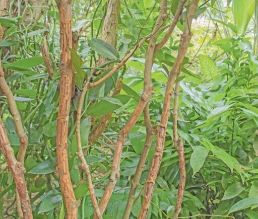 cannelier