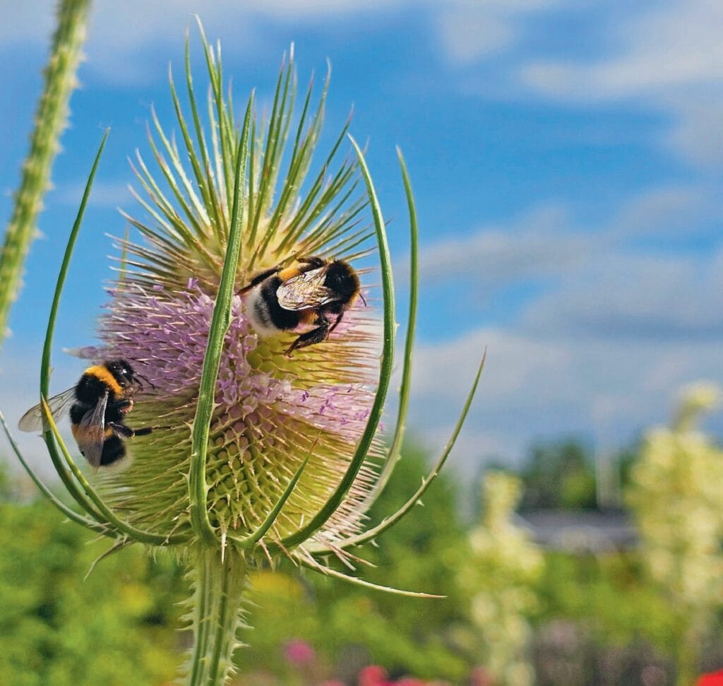 Abeilles pollinisant une fleur épineuse dans un jardin ensoleillé, illustrant la biodiversité et l'importance de la pollinisation pour la santé des plantes.