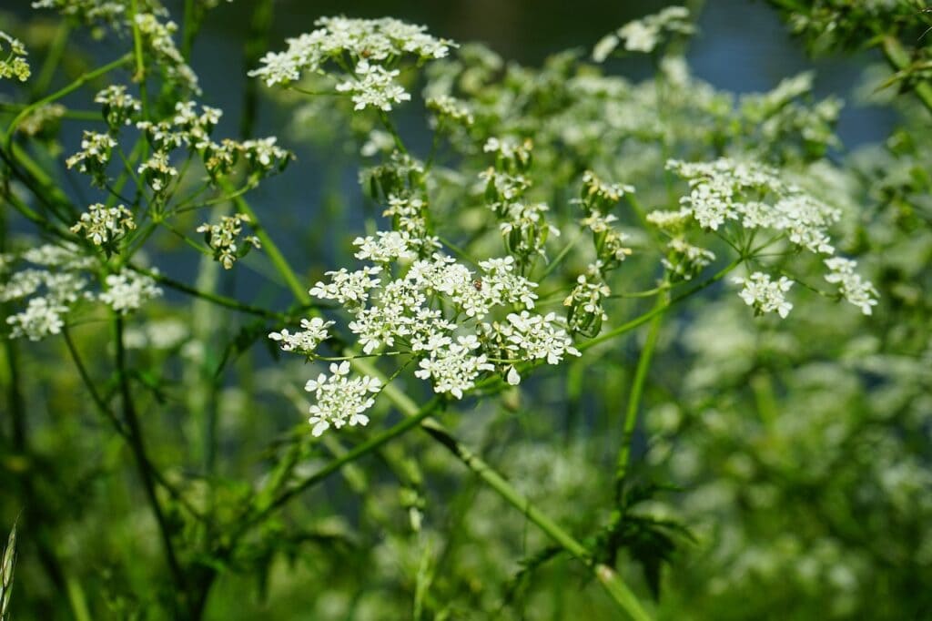 Fleurs sauvages blanches en pleine floraison dans un environnement naturel, illustrant la biodiversité et la flore locale.