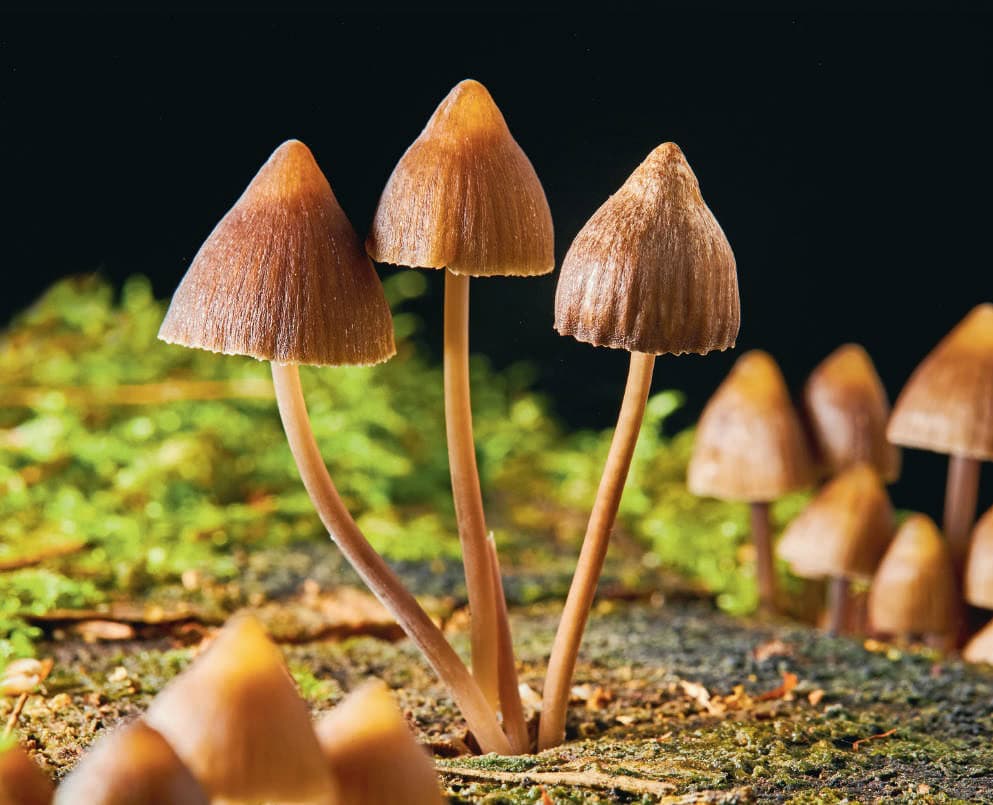 champignons
