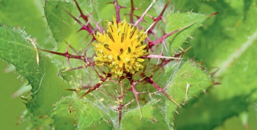 Gros plan sur une fleur de chardon sauvage jaune entourée de feuilles vertes épineuses, illustrant la nature et la biodiversité.