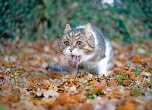 chat
