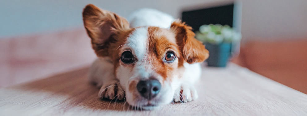 chien
