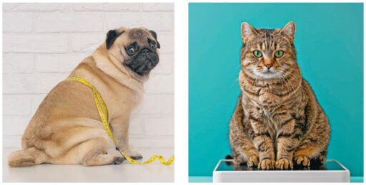 chien chat