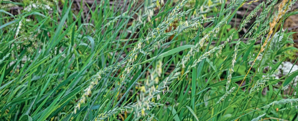 Herbes sauvages et graminées dans un champ naturel, illustrant la biodiversité et la nature.