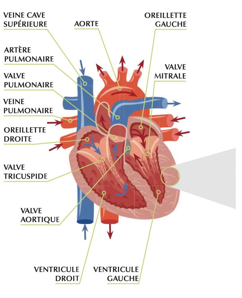 Anatomie du coeur 