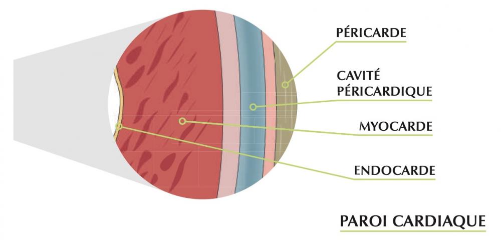 Anatomie du coeur