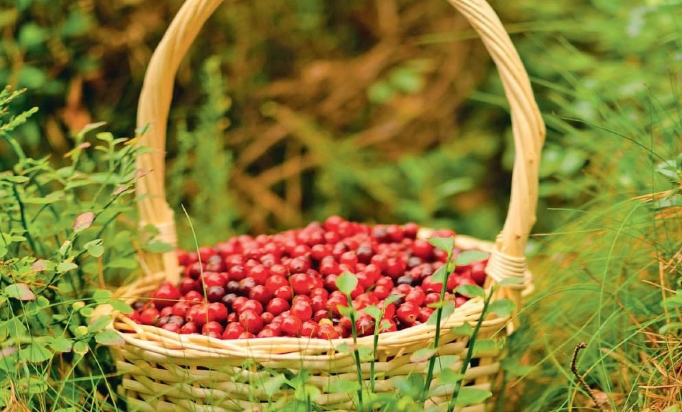 Panier en osier rempli de cerises rouges fraîches, posé dans un environnement naturel avec de la végétation verte. Parfait pour illustrer la récolte de fruits bio.