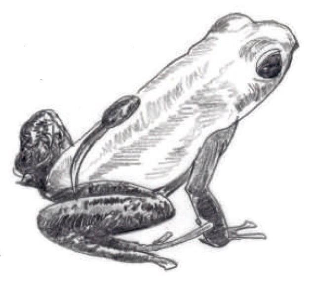 dendrobate
