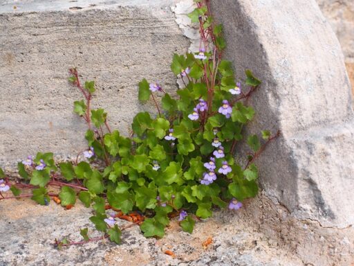 cymbalaires des murs