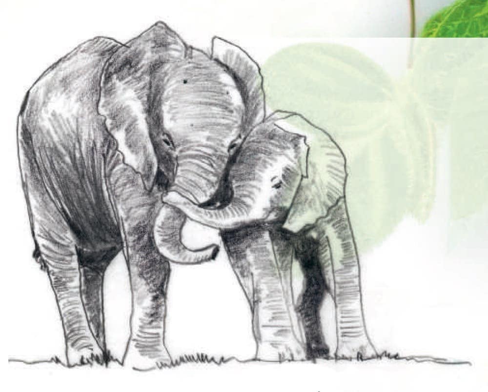 elephant