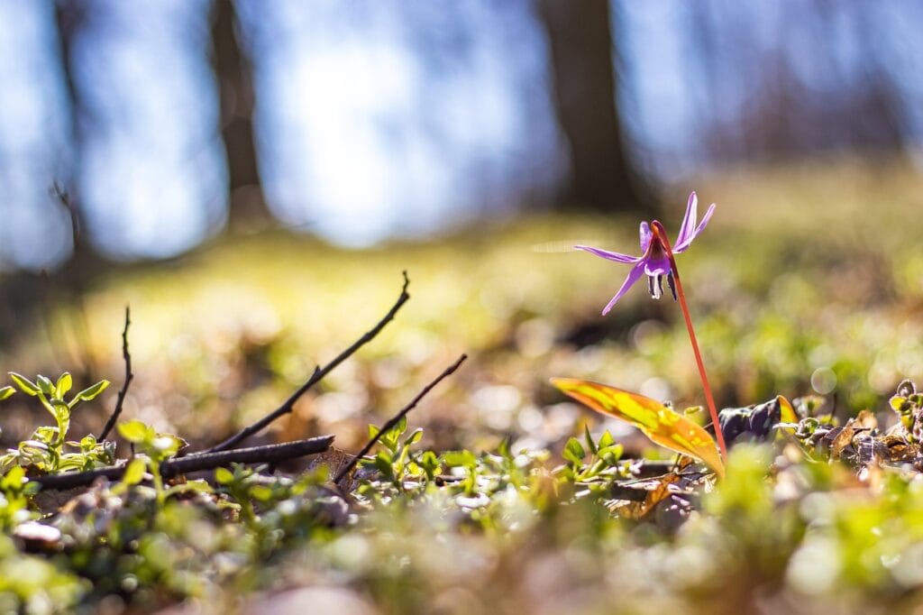Fleur sauvage colorée en forêt, mettant en valeur la biodiversité et la nature. Idéal pour illustrer la santé et le bien-être naturel.