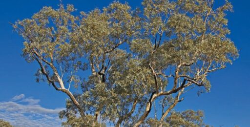 eucalyptus