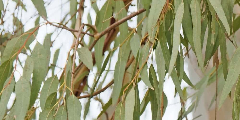 eucalyptus globuleux