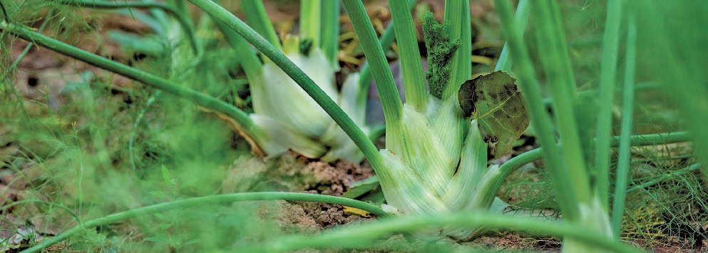 Plante d'oignon vert en croissance dans un jardin bio, avec feuilles vertes épaisses et bulbe blanc, cultivée pour une récolte saine et naturelle.