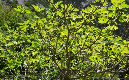 comment faire un jardin bio ?,bio-jardin,comment entretenir un jardin bio ?,au jardin bio,quelle terre pour jardin potager,jardin en biodynamie,jardin bio un moment pour soi,jardin bio produits,jardin bio petit bonheur,potager bio sans pesticide,jardin bio avis,jardin bio calme et sérénité,jardin bio etic,jardin biodiversité