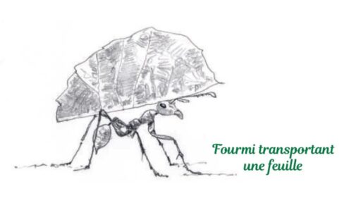 Puce transportant une feuille, illustrant la légèreté et la mobilité dans la nature.