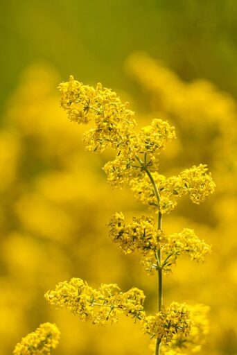 gaillet jaune