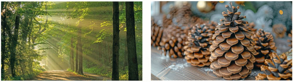 géométrie des arbres