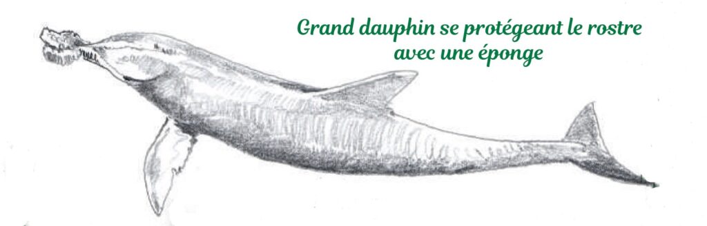 Pike en protection du visage avec une éponge, illustrée en noir et blanc, montrant un grand poisson avec une éponge pour protéger le visage.