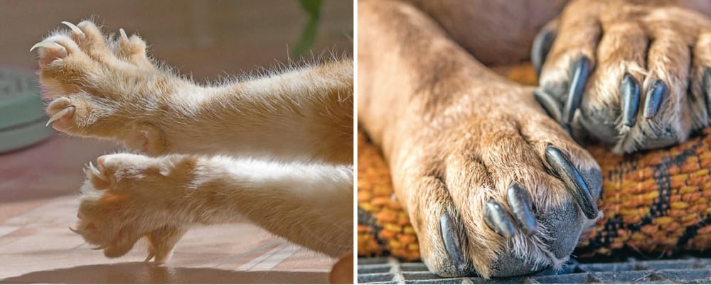 griffes