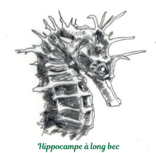 hippocampe à long bec
