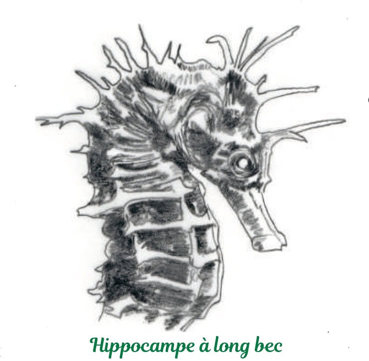 hippocampe à long bec