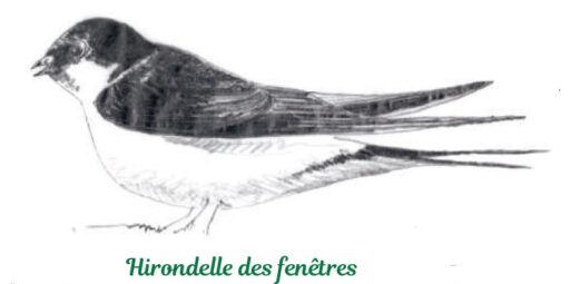 hirondelle