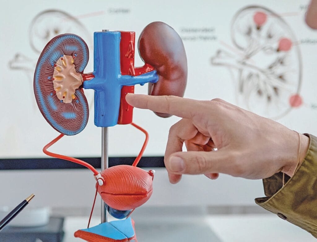 Modèle anatomique du cœur et des reins pour l'éducation médicale et la sensibilisation à la santé rénale et cardiaque.