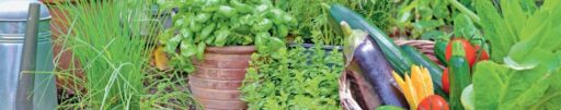 comment faire un jardin bio ?,bio-jardin,comment entretenir un jardin bio ?,au jardin bio,quelle terre pour jardin potager,jardin en biodynamie,jardin bio un moment pour soi,jardin bio produits,jardin bio petit bonheur,potager bio sans pesticide,jardin bio avis,jardin bio calme et sérénité,jardin bio etic,jardin biodiversité