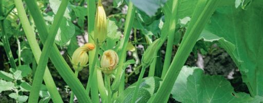 comment faire un jardin bio ?,bio-jardin,comment entretenir un jardin bio ?,au jardin bio,quelle terre pour jardin potager,jardin en biodynamie,jardin bio un moment pour soi,jardin bio produits,jardin bio petit bonheur,potager bio sans pesticide,jardin bio avis,jardin bio calme et sérénité,jardin bio etic,jardin biodiversité