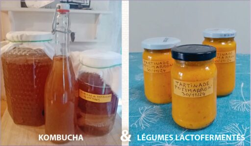 kombucha et lactofermentation