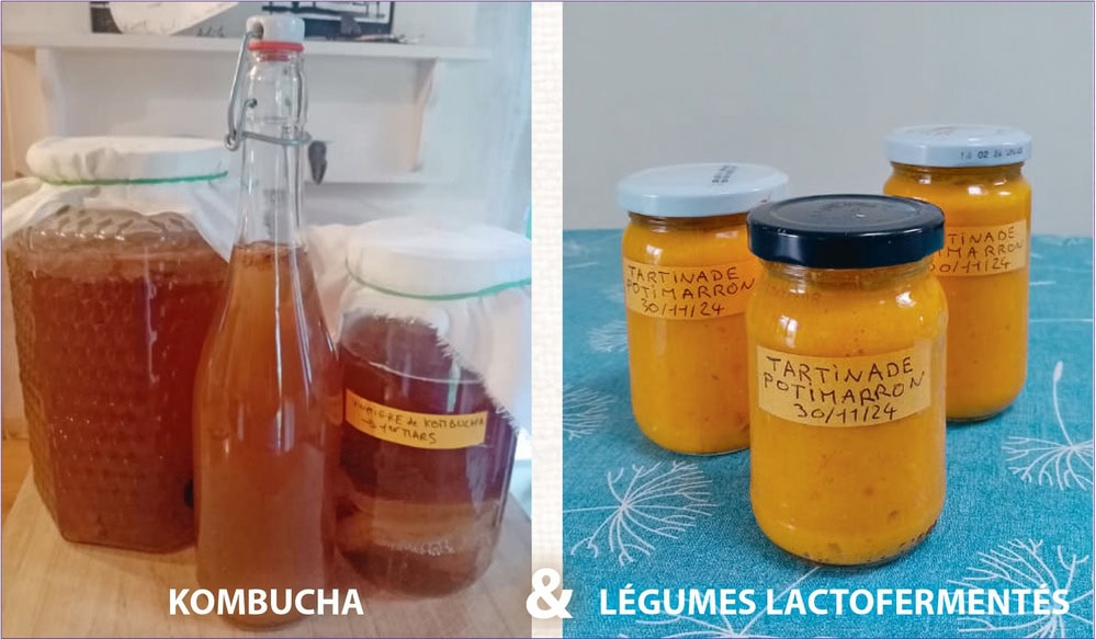 kombucha et lactofermentation