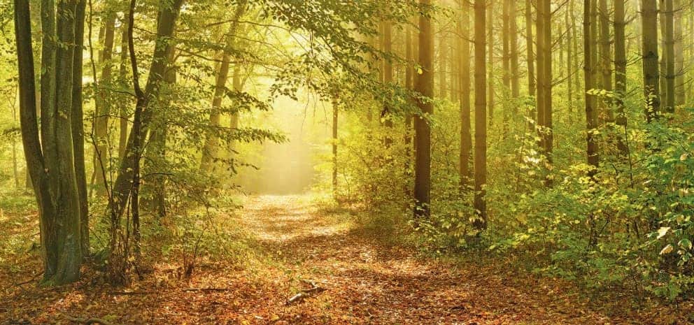 les arbres communiquent
