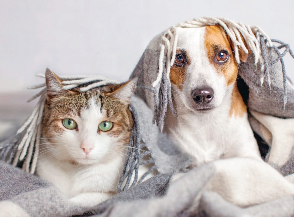 Un chien et un chat confortablement installés sous une couverture, illustrant la coexistence harmonieuse des animaux de compagnie.