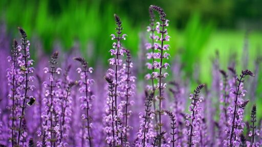 lilas