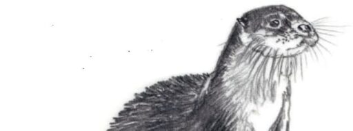 loutre d europe