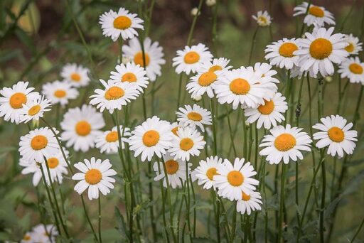 marguerites